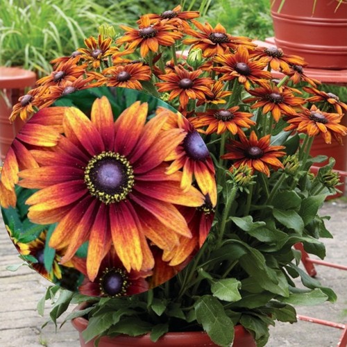 Rudbeckia 'Summerina Orange' - Päevakübar 'Summerina Orange' P9/0,55L